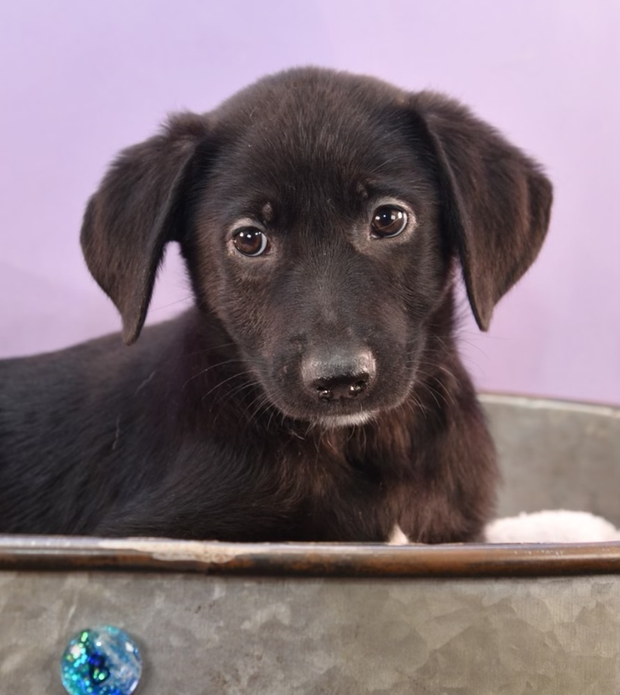 Mama Sicily Puppy - Italy (NEUTERED), an adoptable Flat-Coated Retriever, Labrador Retriever in Lakewood, CO, 80227 | Photo Image 6