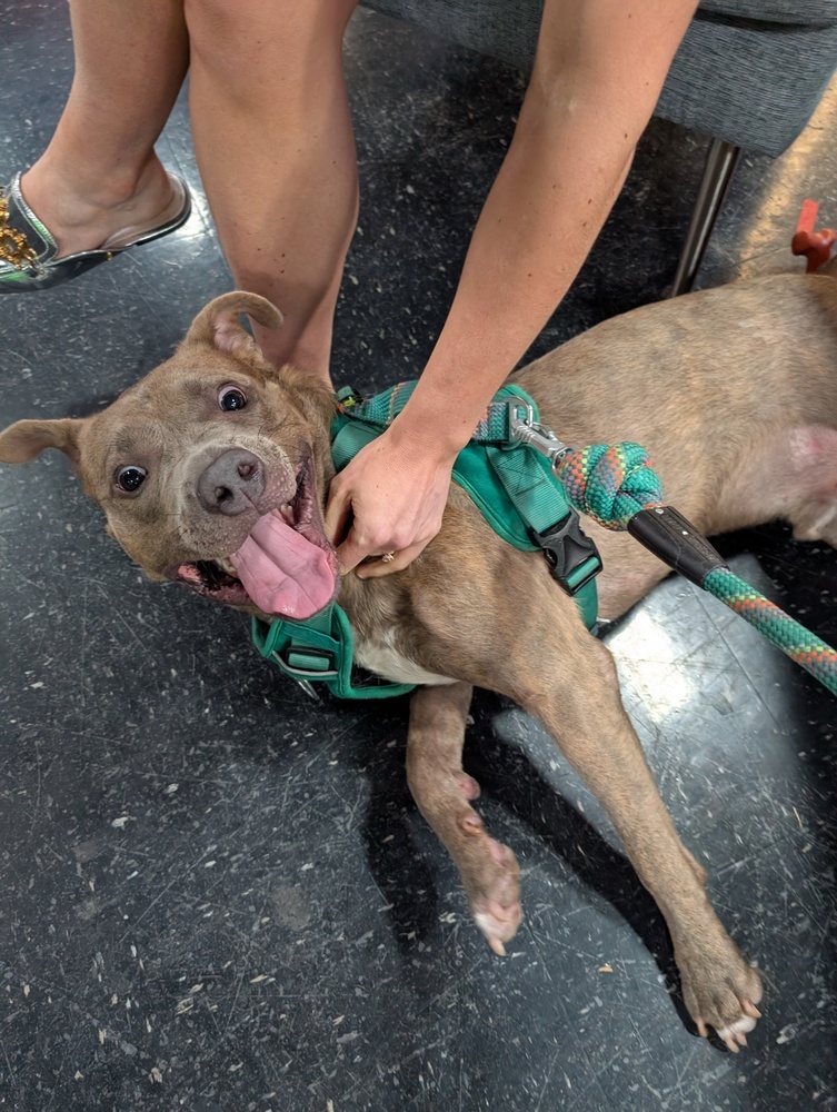 Harlem, an adoptable Mixed Breed in Scott, LA, 70583 | Photo Image 6