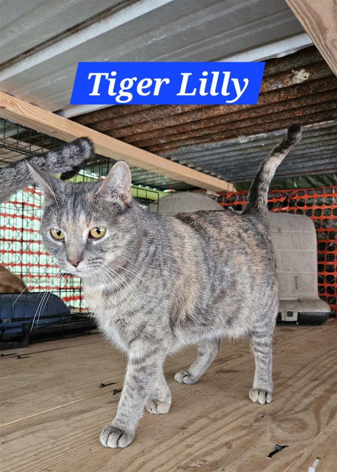 Tiger Lilly - NC