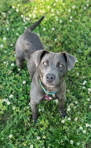 Meet Fiona Fiona is a 6-8 month old stunningly gorgeous baby who joined us from a rural area shelte