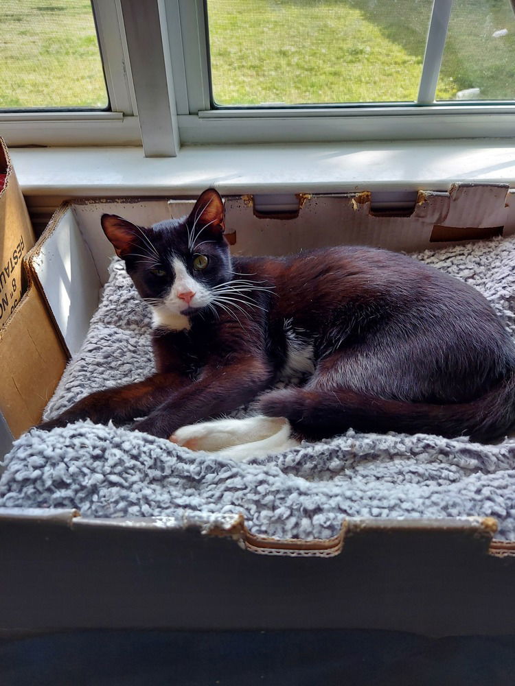 Natasha, an adoptable Domestic Short Hair in Panama city, FL, 32402 | Photo Image 3