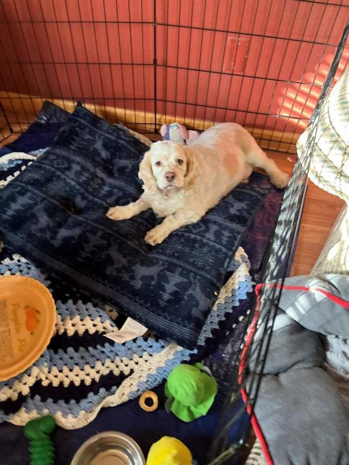 Dog for adoption - Ivy, a Cocker Spaniel in Sedalia, CO | Petfinder