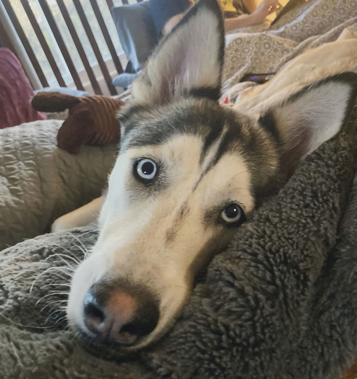 Haven, an adoptable Siberian Husky in Cedar Crest, NM, 87008 | Photo Image 1