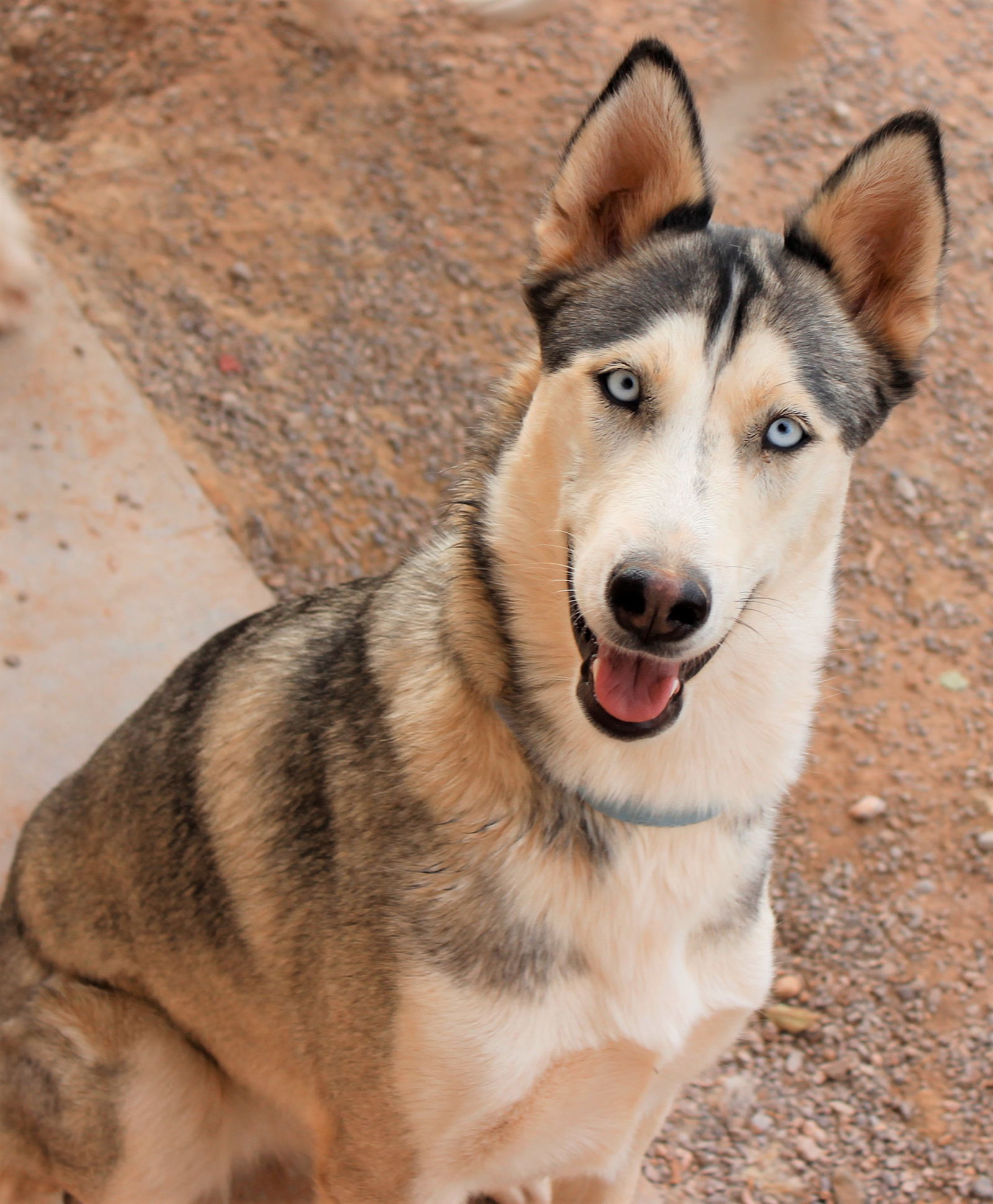 Haven, an adoptable Siberian Husky in Cedar Crest, NM, 87008 | Photo Image 2
