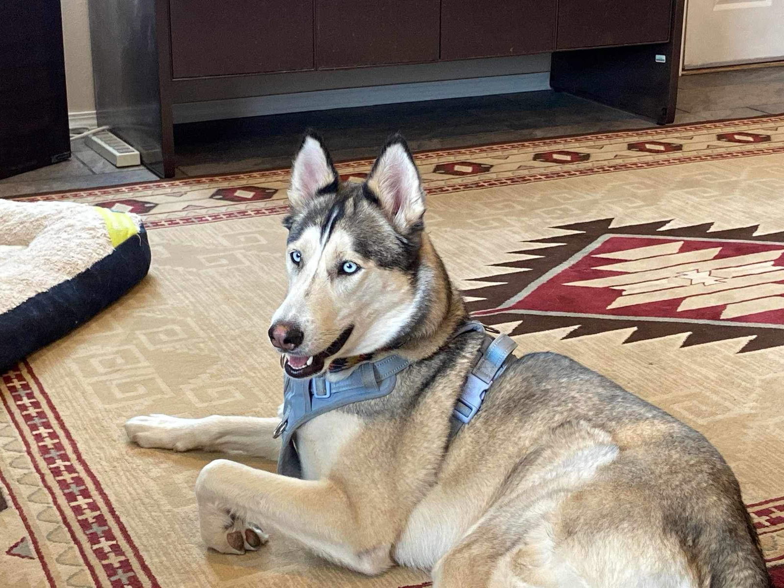 Haven, an adoptable Siberian Husky in Cedar Crest, NM, 87008 | Photo Image 3