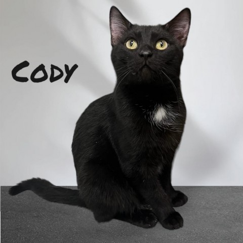 Cody 1