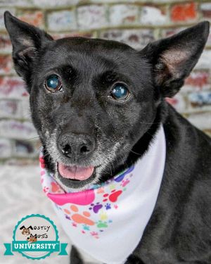 Dog for adoption Alice a Terrier Mix in Kennesaw GA Petfinder