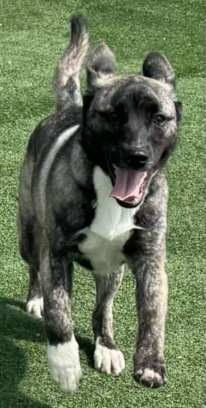 You can fill out an adoption application online on our official websiteIntroducing Spice the lovab