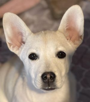 You can fill out an adoption application online on our official websiteMeet Sugar the adorable 6-m