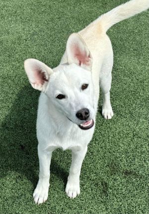 You can fill out an adoption application online on our official websiteMeet Sugar the adorable 6-m