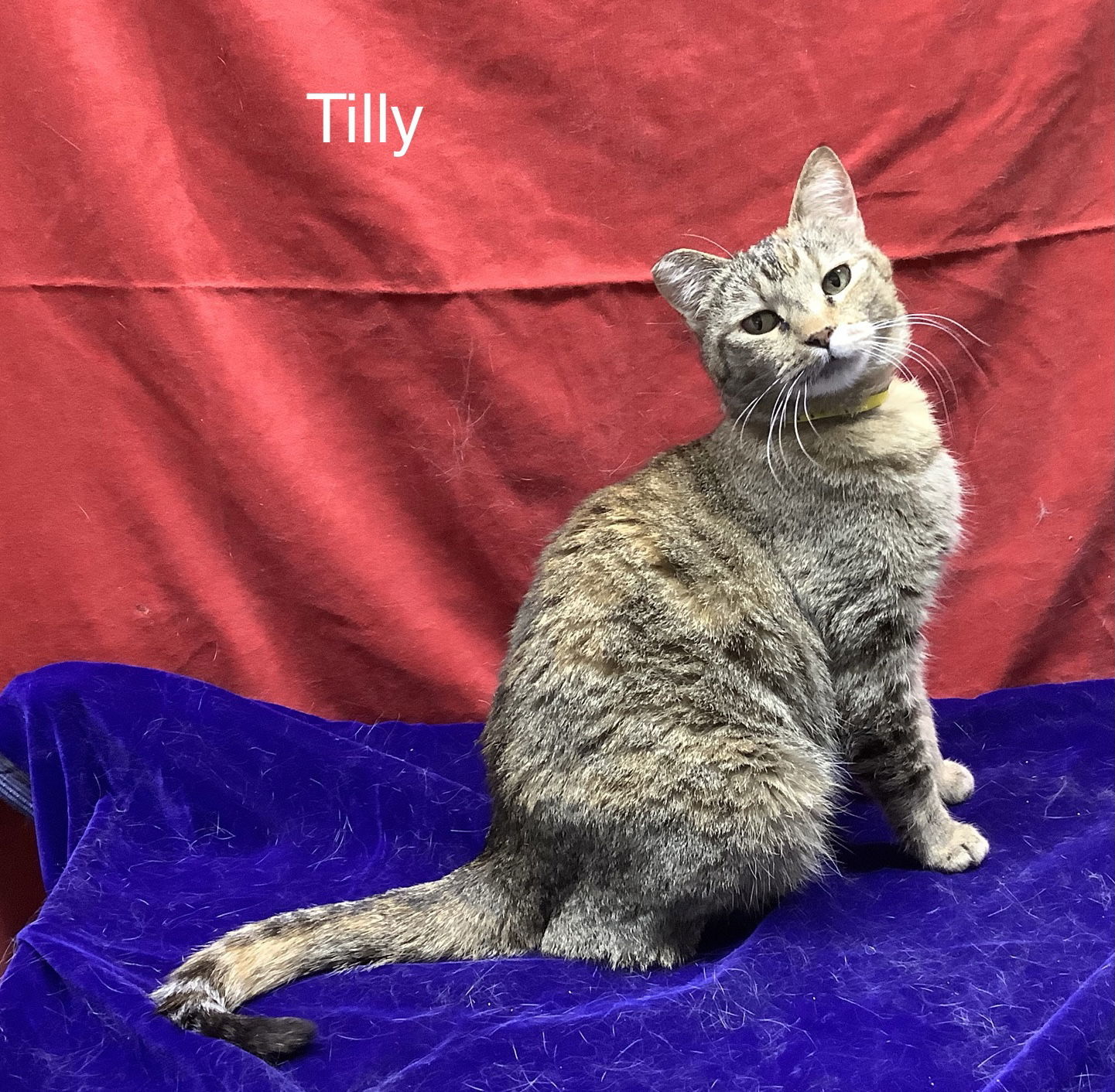 Tilly, an adoptable Torbie in Alturas, CA, 96101 | Photo Image 1