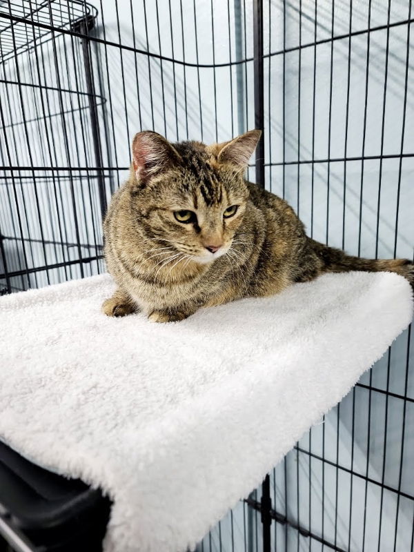 Tilly: Petco Klamath Falls, an adoptable Torbie in Alturas, CA, 96101 | Photo Image 2