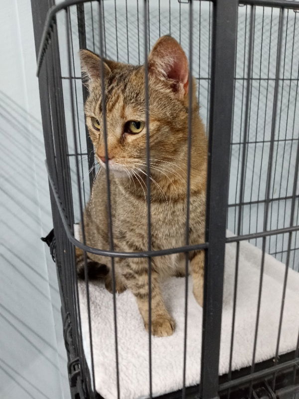 Tilly: Petco Klamath Falls, an adoptable Torbie in Alturas, CA, 96101 | Photo Image 3