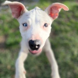 Pitbull terrier puppies for adoption clearance near me