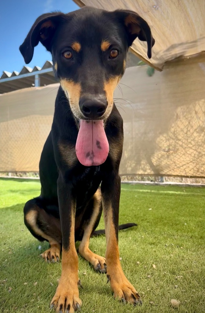 Cisco, an adoptable Doberman Pinscher in San Juan de Abajo, NAY, 63732 | Photo Image 3