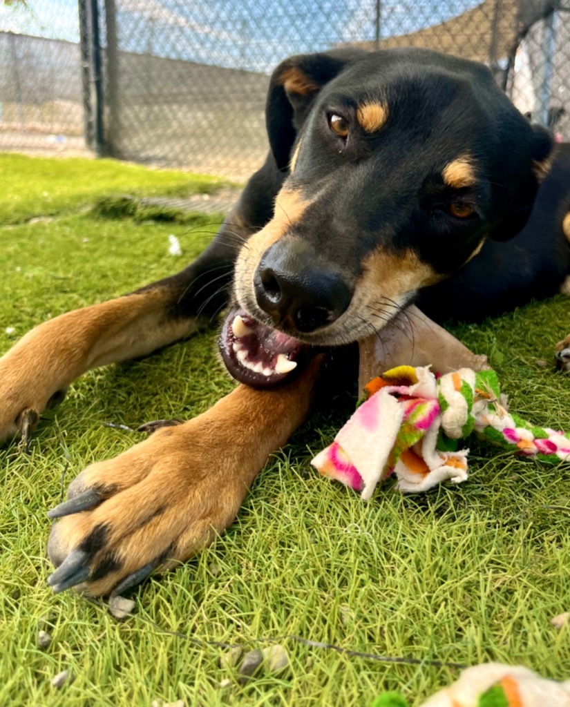 Cisco, an adoptable Doberman Pinscher in San Juan de Abajo, NAY, 63732 | Photo Image 4