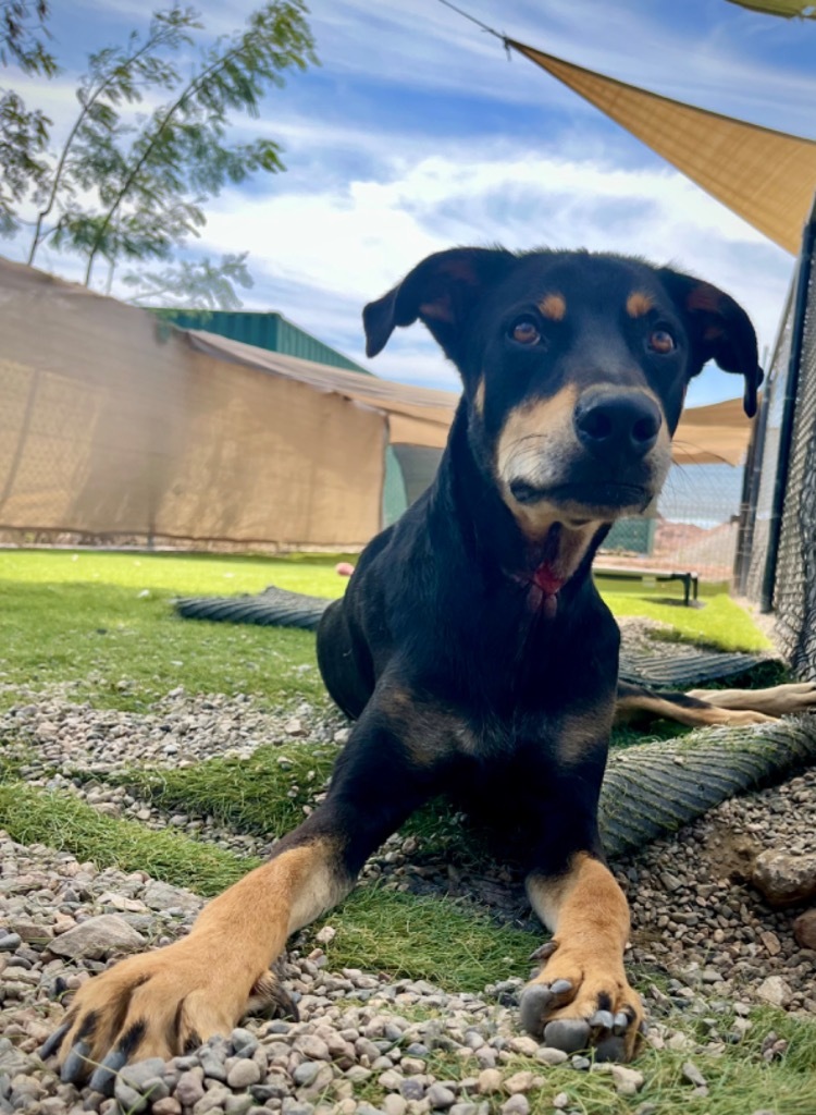 Cisco, an adoptable Doberman Pinscher in San Juan de Abajo, NAY, 63732 | Photo Image 5