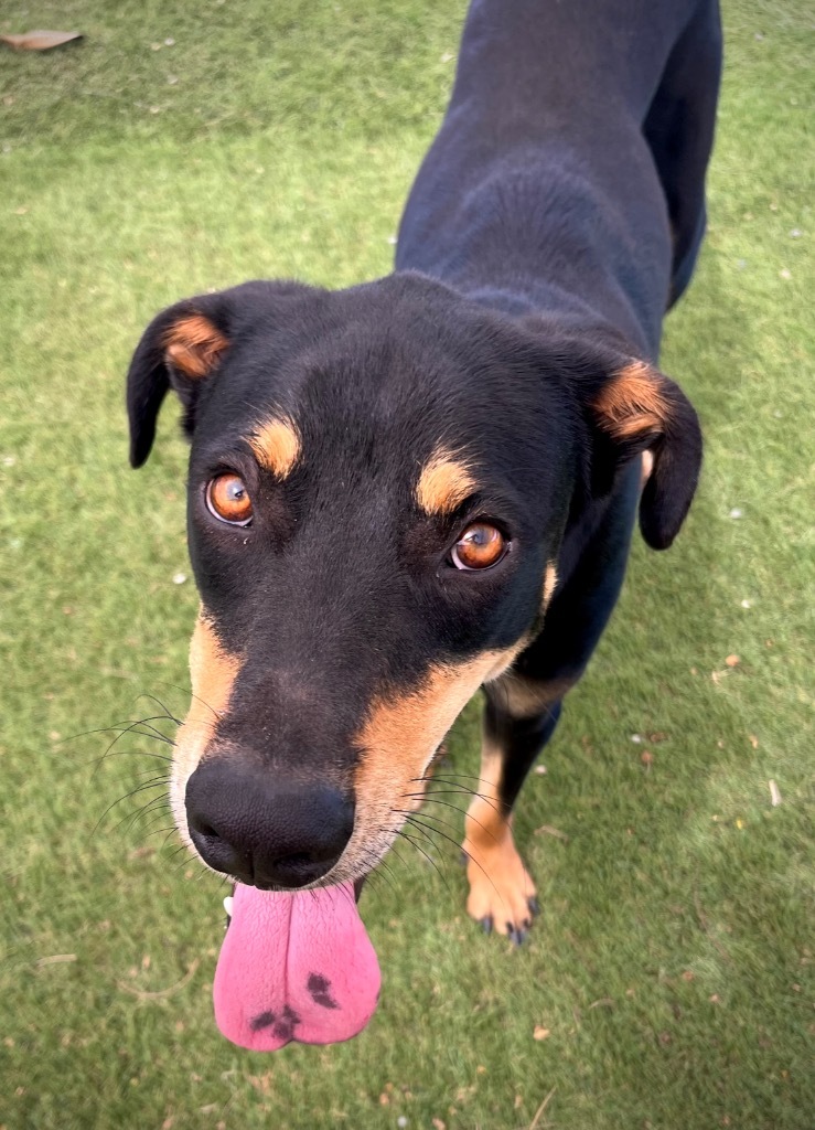 Cisco, an adoptable Doberman Pinscher in San Juan de Abajo, NAY, 63732 | Photo Image 6