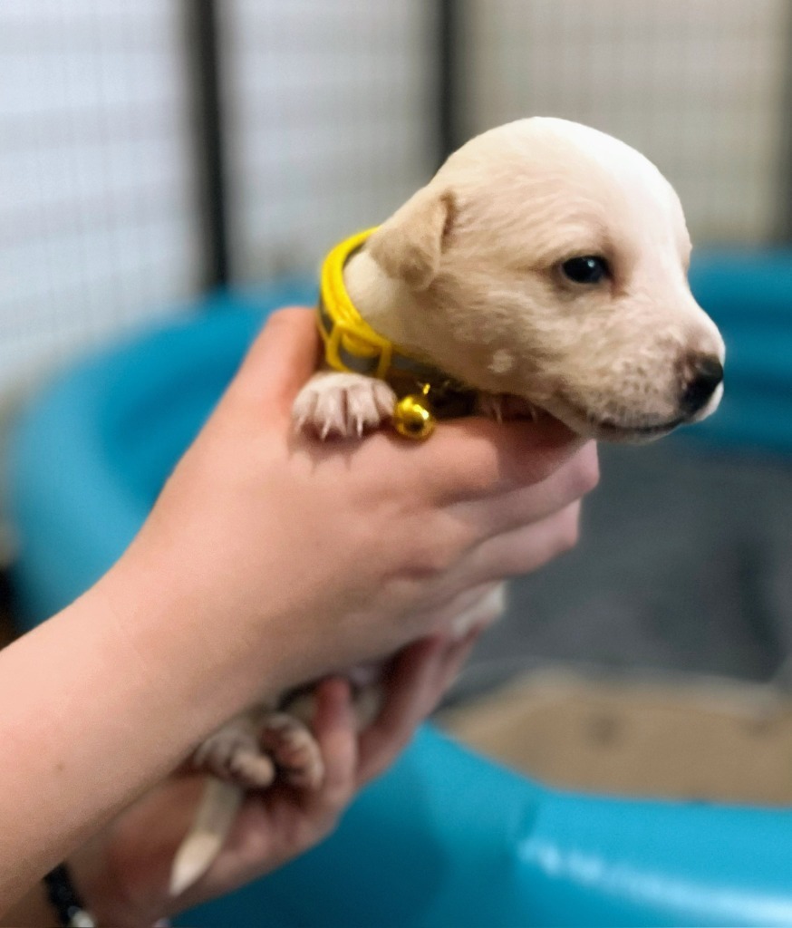 Sebastian, an adoptable Terrier in San Juan de Abajo, NAY, 63732 | Photo Image 3