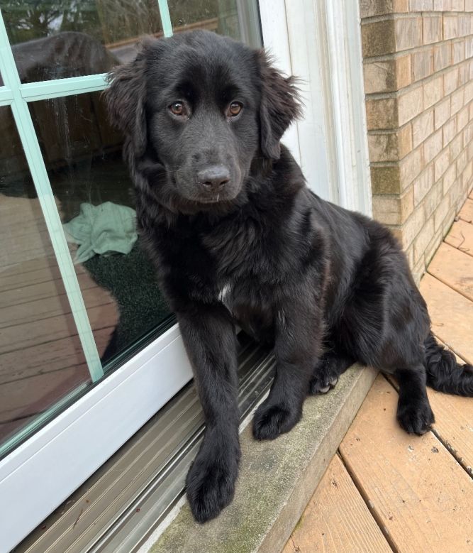 Flat coated retriever bernese mountain best sale dog mix