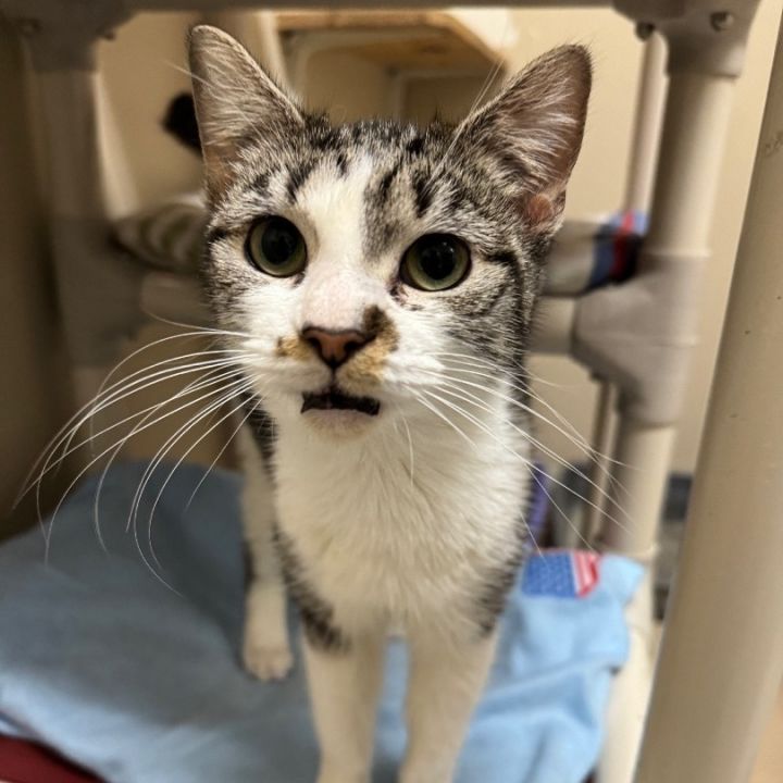 Cat for adoption Toffee a Domestic Short Hair in Logan OH