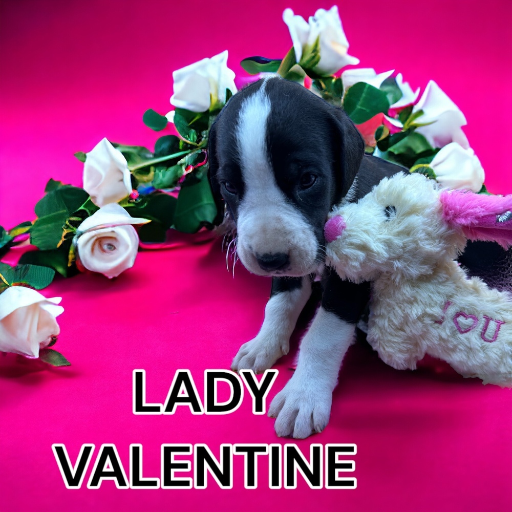 Lady Valentine