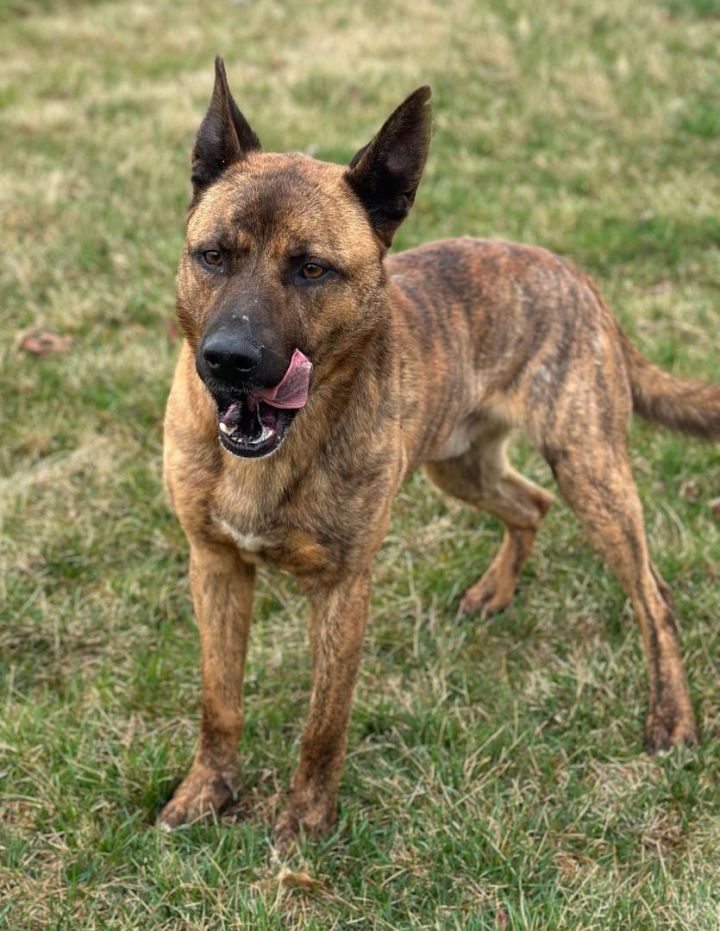 Dutch shepherd 2024 boxer mix