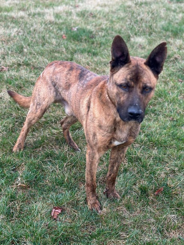 Dutch shepherd boxer store mix