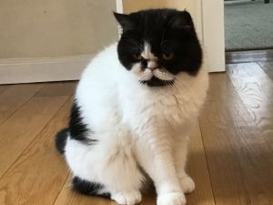 Sally is an 8 yr old Exotic Shorthair in need of a new homeShe has IBD so needs a special