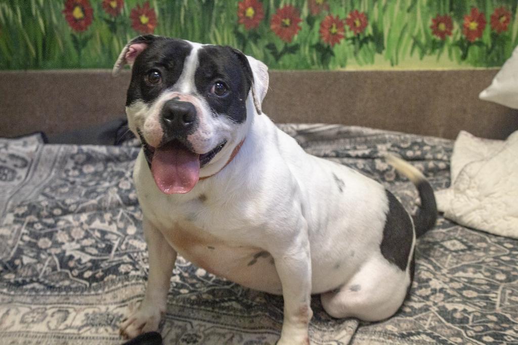 STREETS, an adoptable Mixed Breed in Florence, SC, 29506 | Photo Image 1