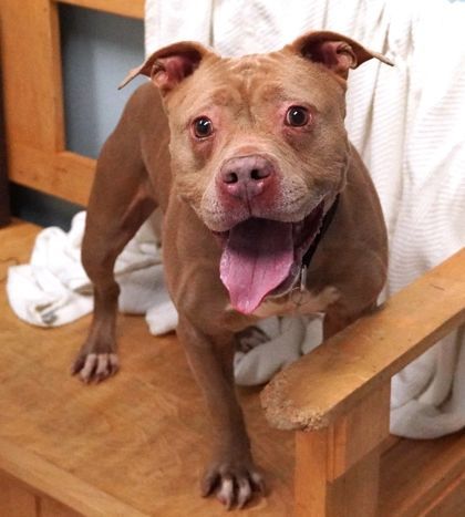 Dog for adoption Layla a Pit Bull Terrier Mix in Roseburg OR