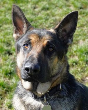 Dog for adoption - Rocket, a German Shepherd Dog Mix in Roseburg, OR ...