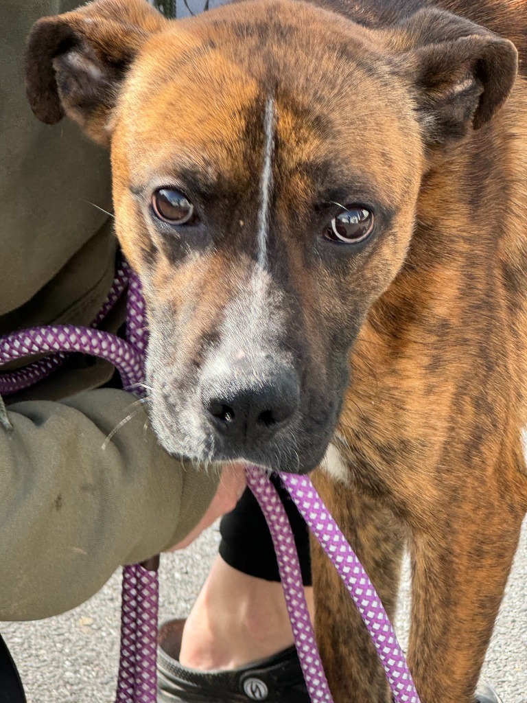 Atlas