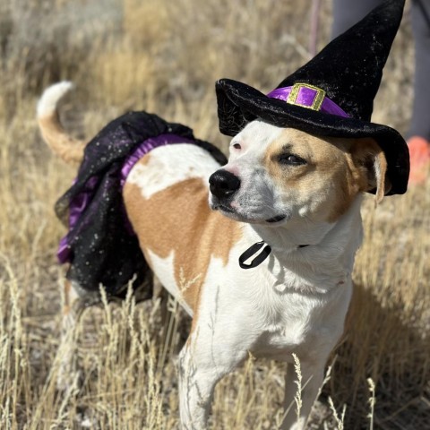 Mother Earth, an adoptable Mixed Breed in Park City, UT, 84098 | Photo Image 1