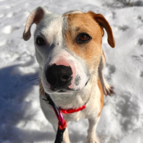 Mother Earth, an adoptable Mixed Breed in Park City, UT, 84098 | Photo Image 2