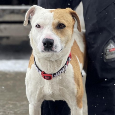 Mother Earth, an adoptable Mixed Breed in Park City, UT, 84098 | Photo Image 3