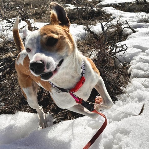 Mother Earth, an adoptable Mixed Breed in Park City, UT, 84098 | Photo Image 4