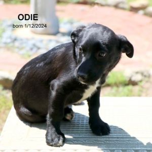 Odie-9041