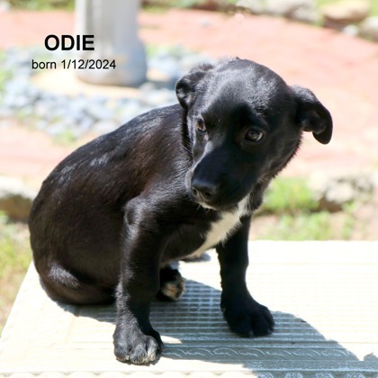 Odie 9041 detail page