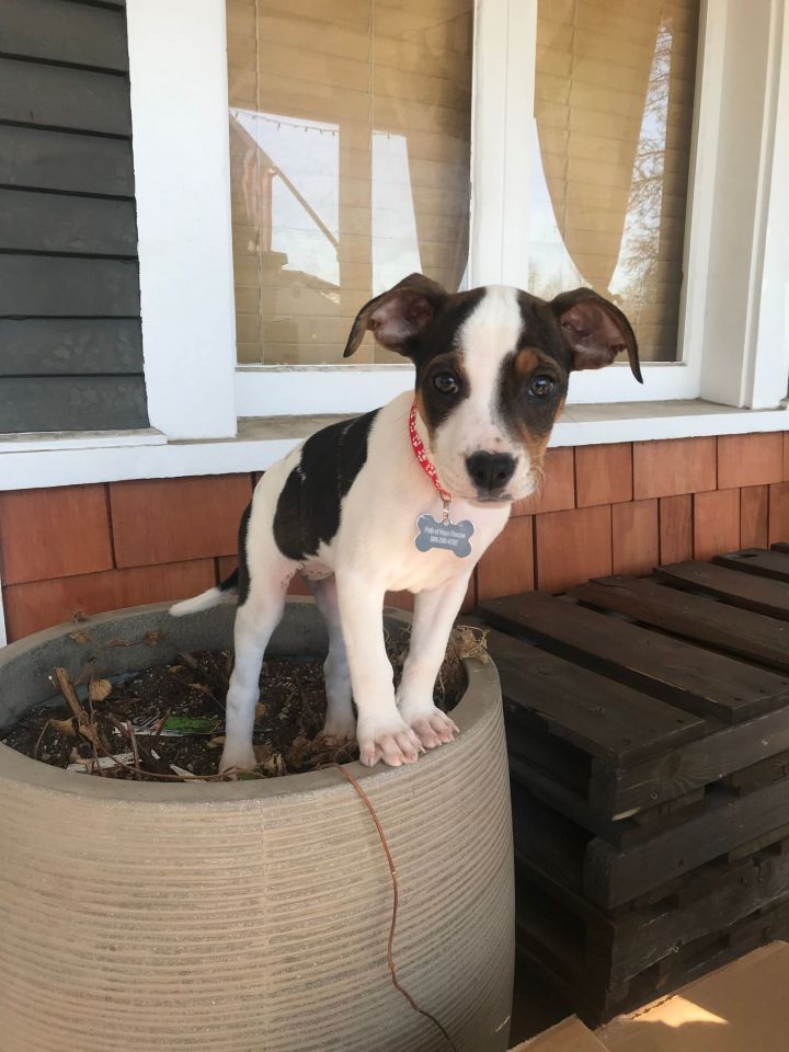 American bulldog best sale rat terrier mix