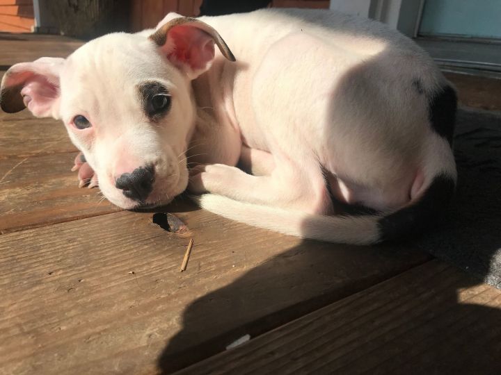 American bulldog rat terrier sales mix