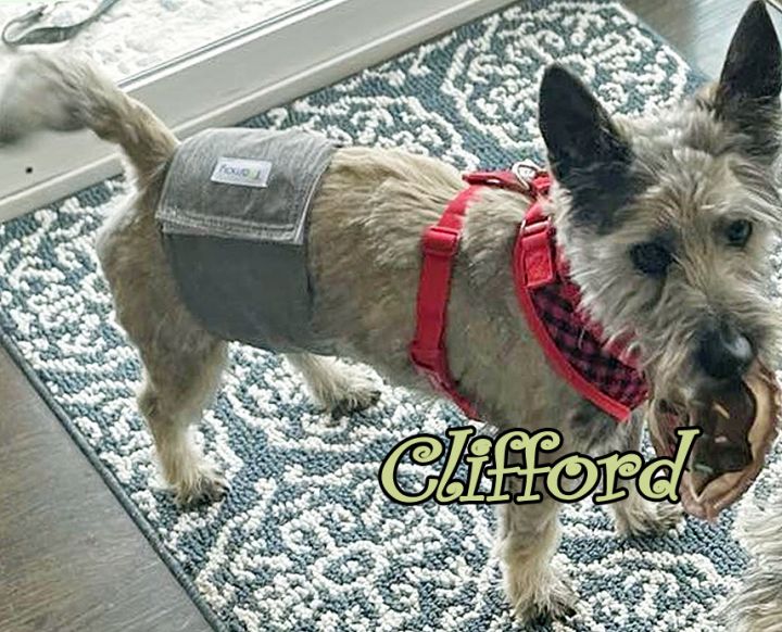 Cairn terrier best sale cute dogs