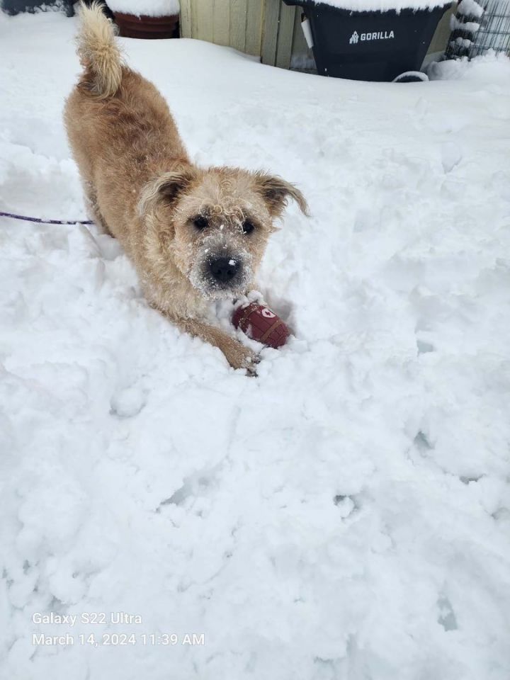 Airedale wheaten hot sale terrier mix