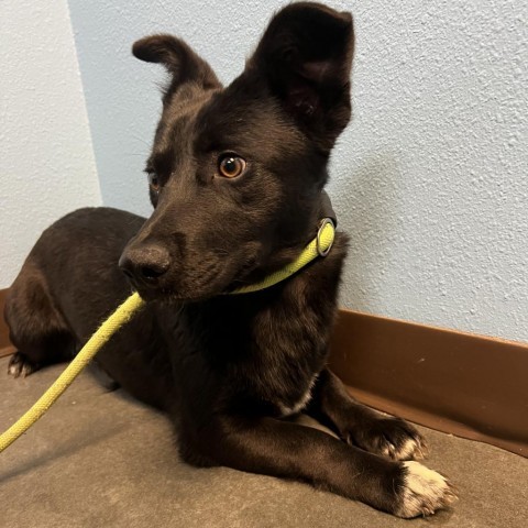 Francis, an adoptable Australian Shepherd, Border Collie in Idaho Falls, ID, 83402 | Photo Image 1