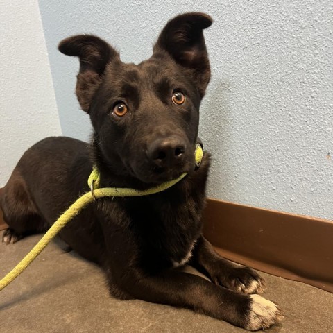 Francis, an adoptable Australian Shepherd, Border Collie in Idaho Falls, ID, 83402 | Photo Image 2