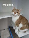 Mr Bass photo 3