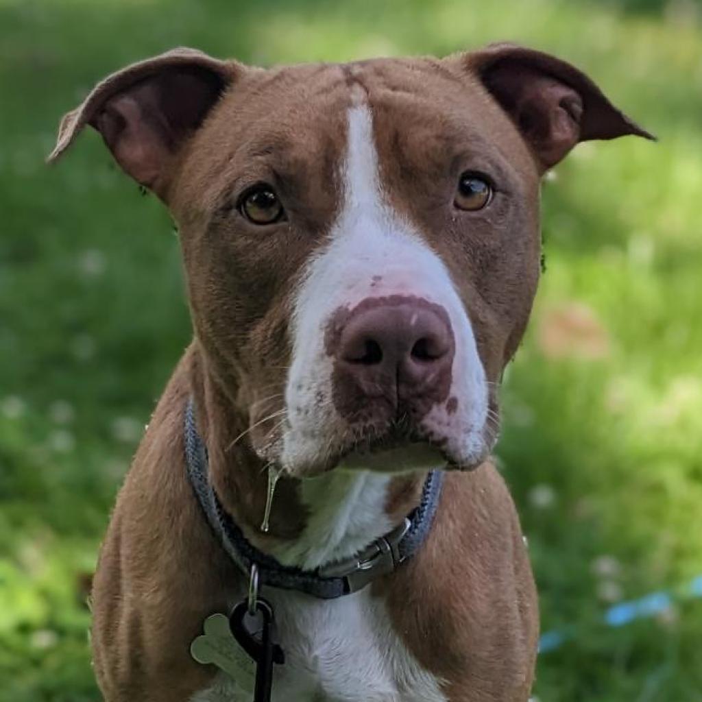 Trombone, an adoptable Pit Bull Terrier in Warrensburg, MO, 64093 | Photo Image 2