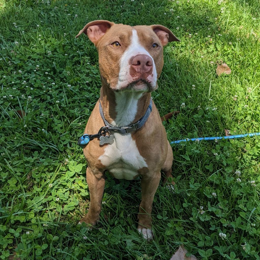 Trombone, an adoptable Pit Bull Terrier in Warrensburg, MO, 64093 | Photo Image 3