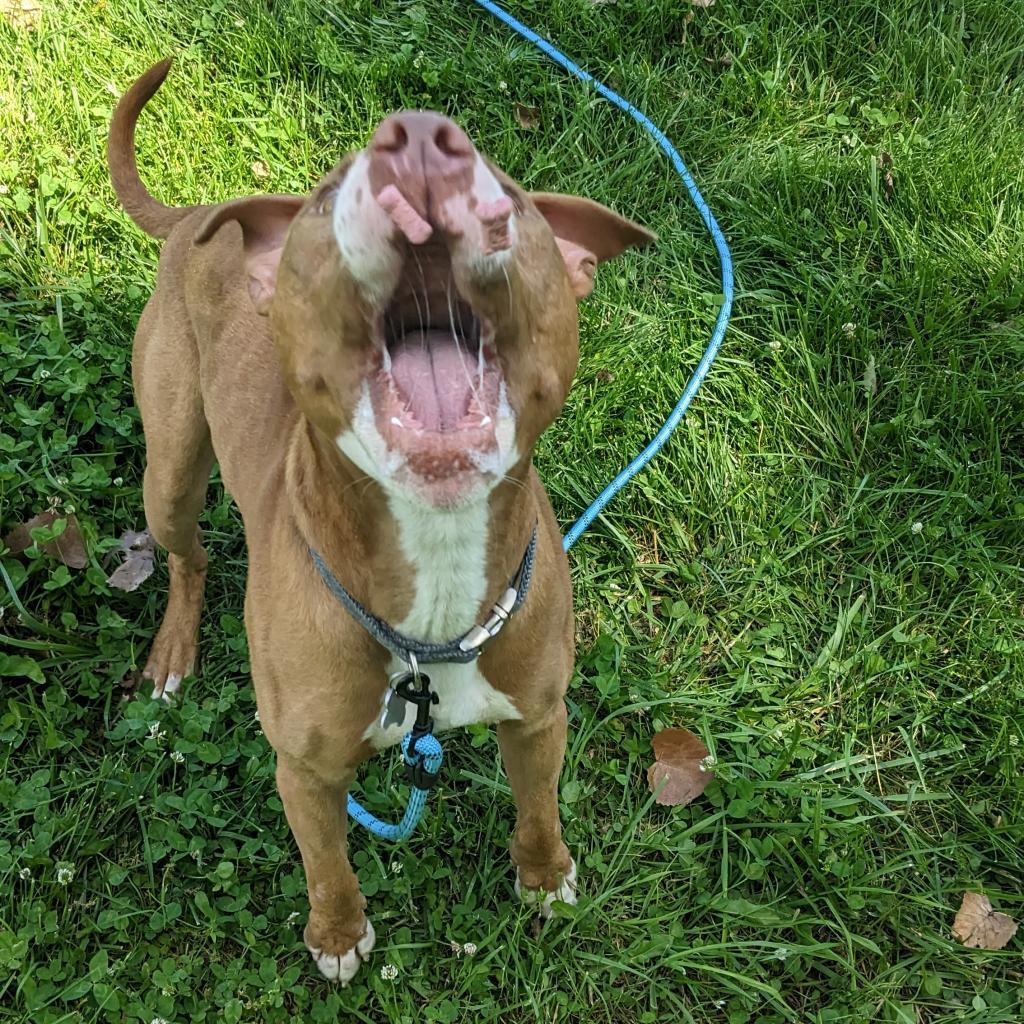 Trombone, an adoptable Pit Bull Terrier in Warrensburg, MO, 64093 | Photo Image 4