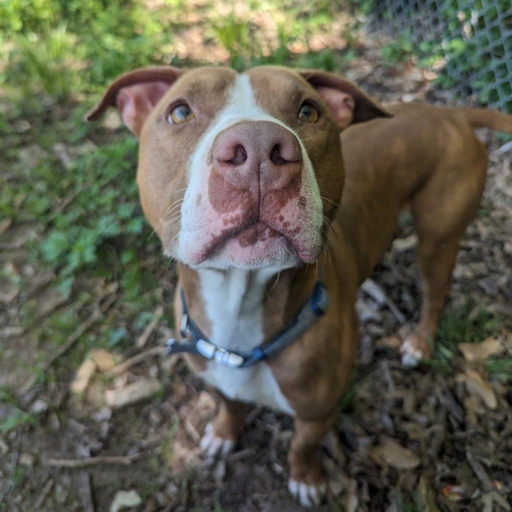 Trombone, an adoptable Pit Bull Terrier in Warrensburg, MO, 64093 | Photo Image 5